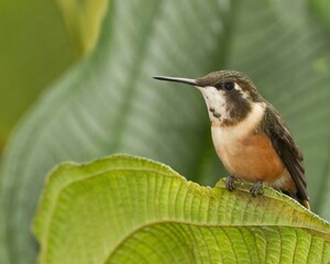 hummingbird