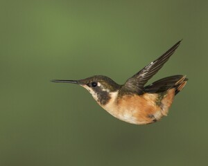 hummingbird