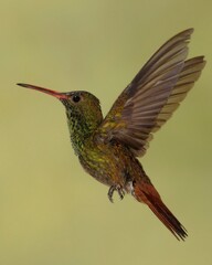 hummingbird