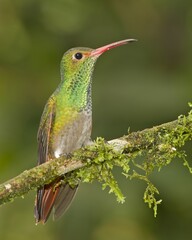 Fototapeta na wymiar hummingbird