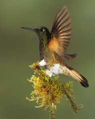 hummingbird