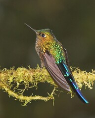 hummingbird