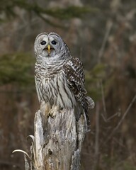 Barred Owl perched