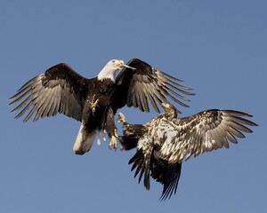 bald eagle in flight