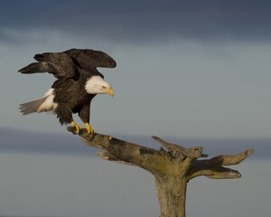 american bald eagle