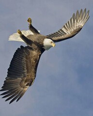 eagle in flight