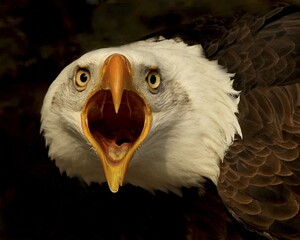 portrait of a bald eagle