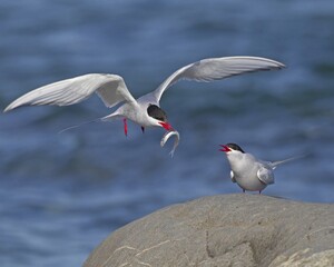 Arctic Terns feeding