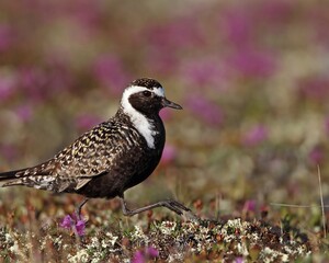 Golden Plover