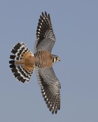 hawk in flight