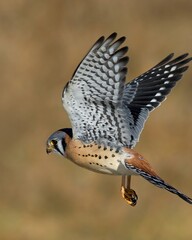 American kestrel falcon in flight
