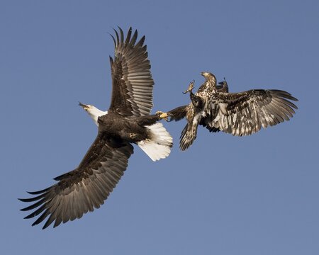 Bald Eagle Mid Air Fight