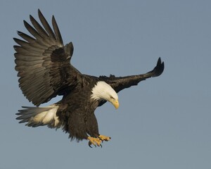 bald eagle in flight