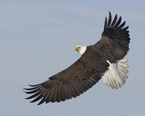 american bald eagle
