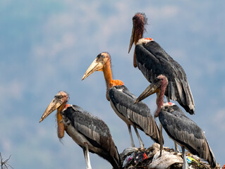 Greater Adjutant