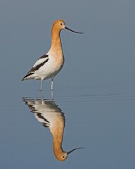 American Avocet