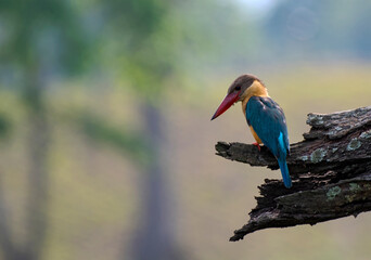 kingfisher on branch