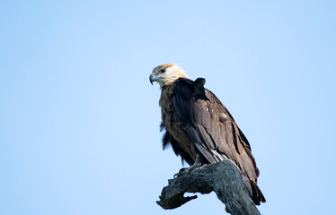 Pallas's Fish Eagle