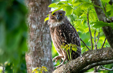 owl on branch