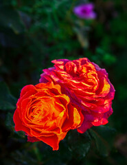Rose flowers in scarlet and red shades with dew drops in the morning rays of the sun.