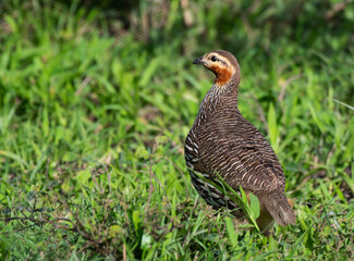 Swamp Francolin