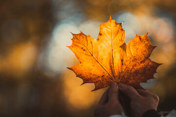 Woman hands holding autumn yellow maple leaf in a public park in Malmo, Sweden. Selective focus.