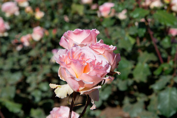Beautiful pink roses in El Rosedal Rose Park at Bosques de Palermo (Palermo Woods) - Buenos Aires, Argentina