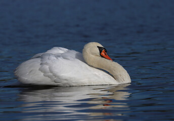 Obraz premium Mute swan