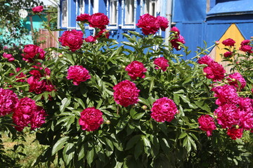 Purple peonies flowers in garden, summer blossoming in Suzdal town, Vladimir region, Russia. Russian countryside nature. Red peony bloom. Peonies blossom. Wooden house with ornamental windows, frames