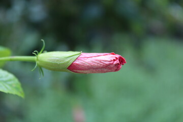 Hibiscus, Family: Malvaceae