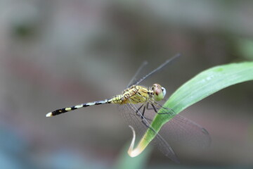 dragonfly on a leaf