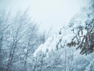 Fototapeta na wymiar Winter landscape with pine trees covered with fresh white snow. Carpathian Mountains in Romania
