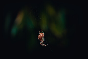 spider on the web dark background