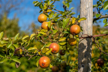 Pear harvest hanging ftom the branch