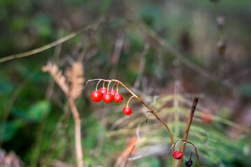 Bunch of red berries in forest