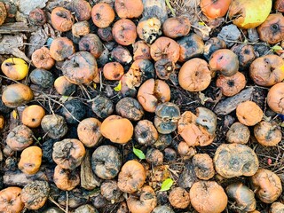 Rotten apples lie on the ground.