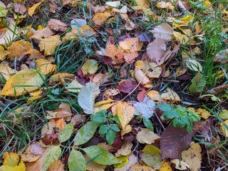fallen and colorful autumn leaves in the forest.