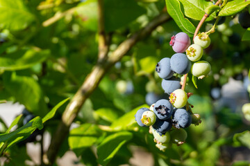Branch of ripe blueberries on the bush close-up, growing organic blueberry in a garden.
