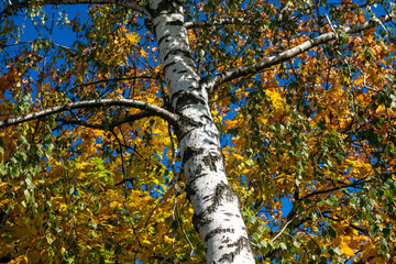 Fototapeta premium White birch against the background of yellow autumn maple foliage.