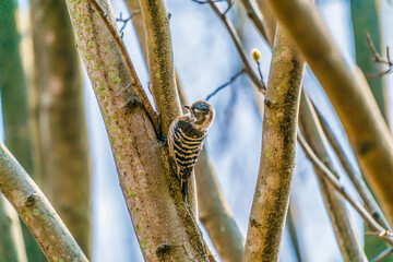 Japanese woodpecker on a tree