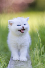 Naklejka na ściany i meble Babykatze im Gras - Garten - Britisch Kurzhaar Katze