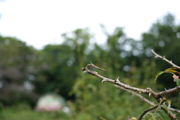 枝にとまったトンボ　dragonfly caught on a branch
