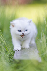 Naklejka na ściany i meble Babykatze im Gras - Garten - Britisch Kurzhaar Katze