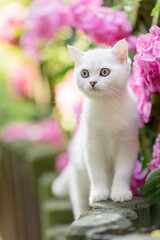 Britisch Kurzhaar Katze im Garten mit Hortensie im Sommer