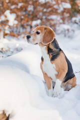 Hund im Winter - Beagle im Schnee mit Schal