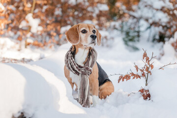 Hund im Winter - Beagle im Schnee mit Schal