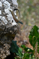 Blue-throated Keeled Lizard // Pracht-Kieleidechse (Algyroides nigropunctatus)