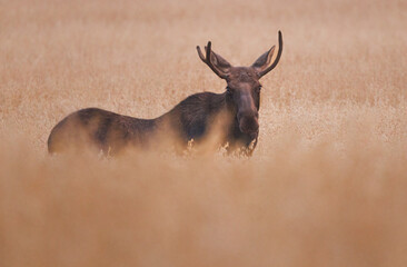 Bull moose in a field standing in the tall grass