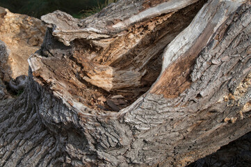 Fototapeta na wymiar fallen oak tree left to decay and rot
