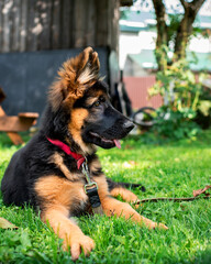 german shepherd dog